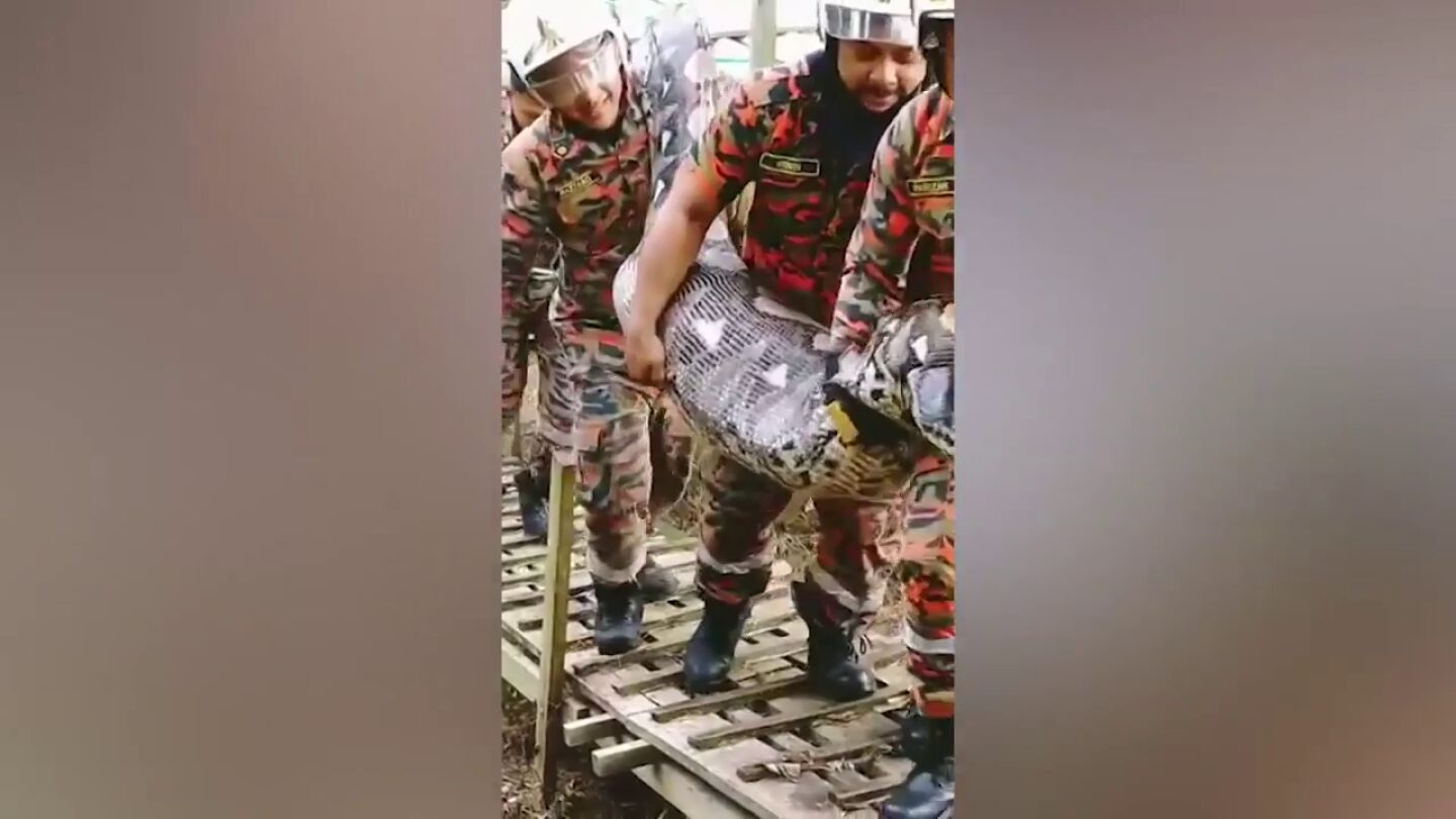 Una gigantesca serpiente regurgita una cabra entera que acababa de devorar