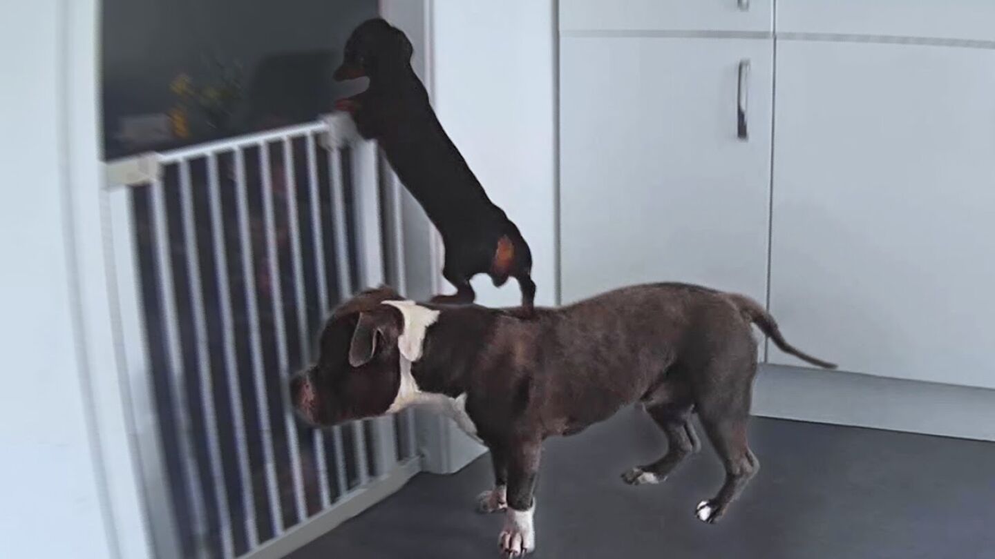 Perros ayud&aacute;ndose para escapar