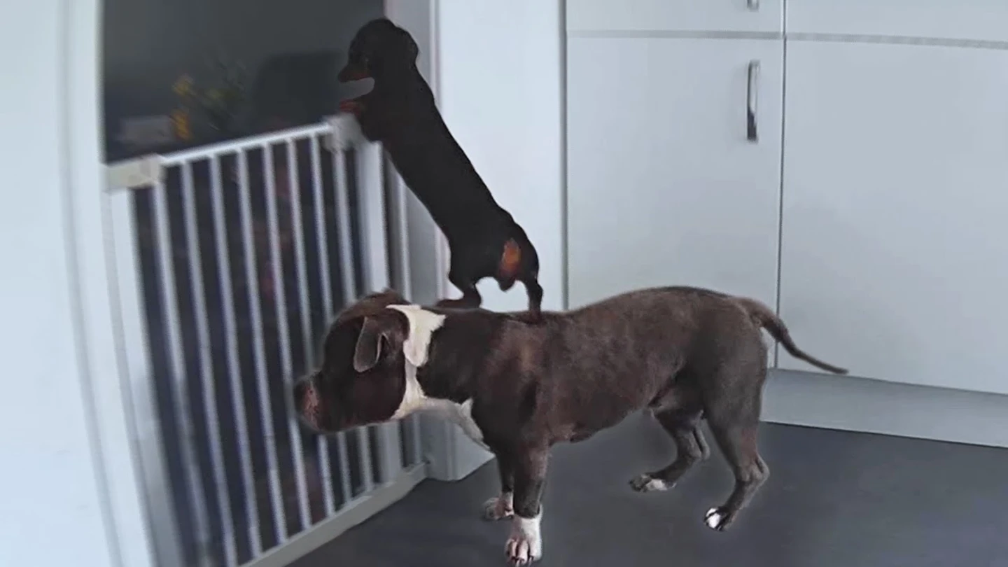 Perros ayudándose para escapar Perros ayudándose para escapar
