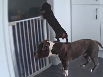 Perros ayudándose para escapar