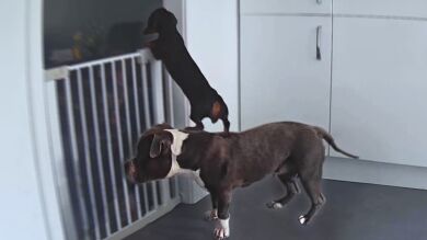 Una perra protagoniza un gran escape con ayuda de su hermano