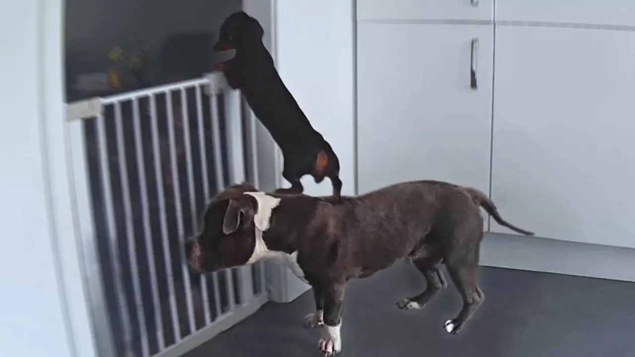 Perros ayudándose para escapar