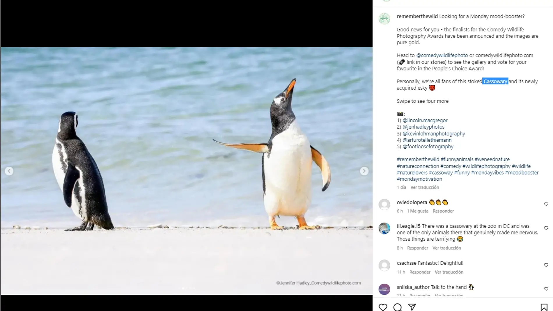 Estos son los finalistas de los Comedy Wildlife Photo
