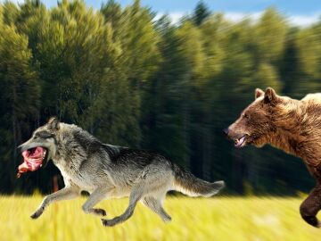 Un lobo roba la comida de un oso