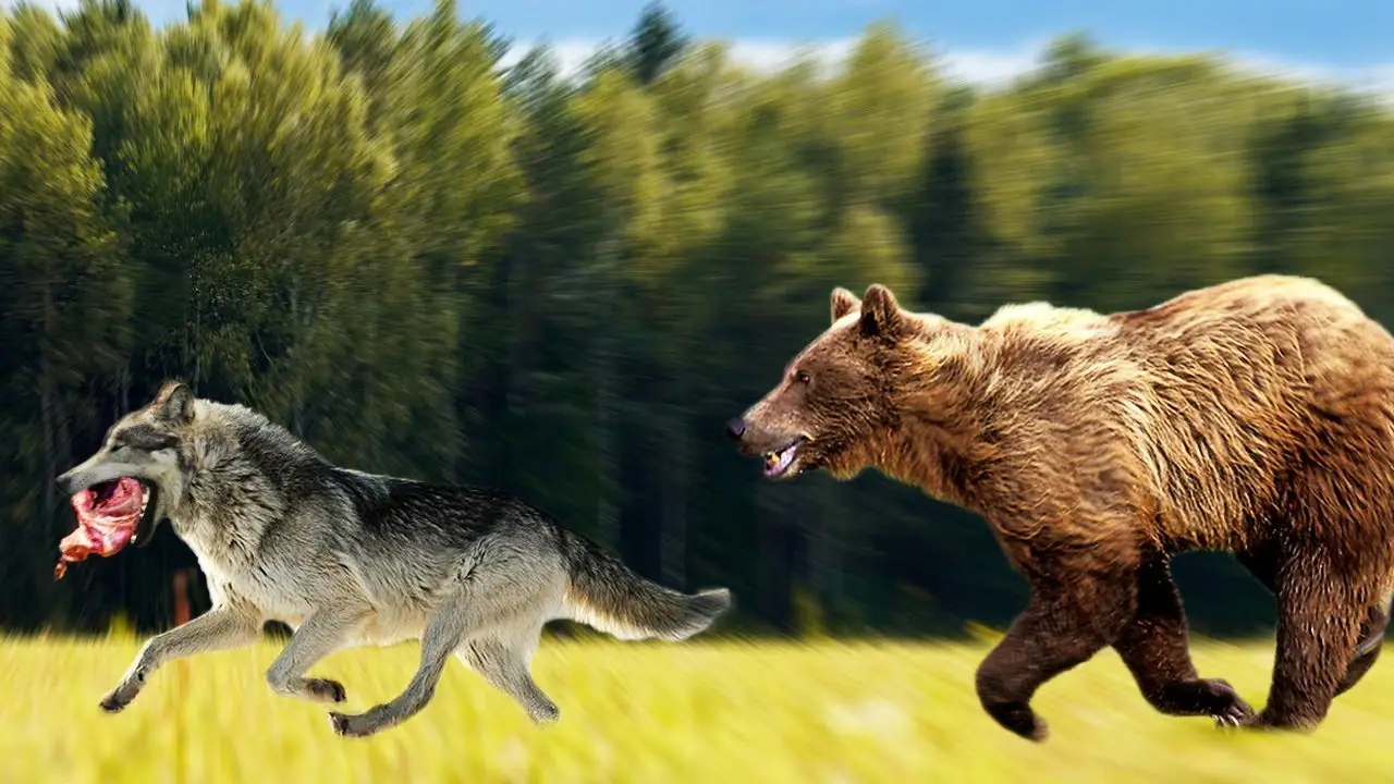 Un lobo roba la comida de un oso