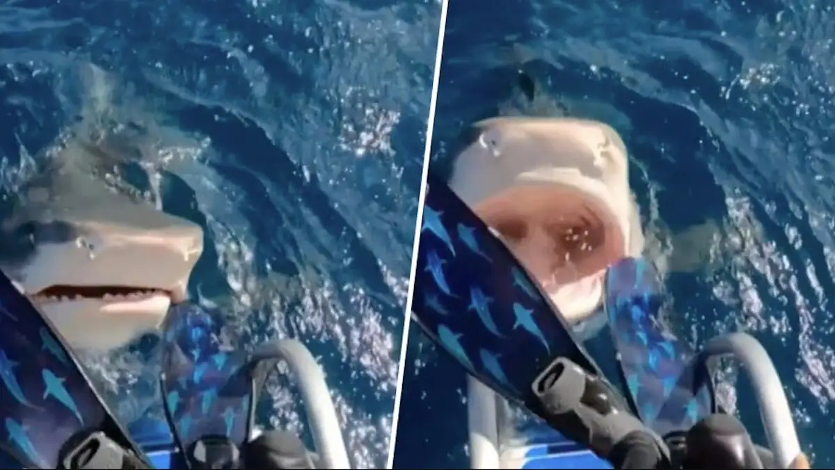 Un tiburón intenta morder a una buceadora