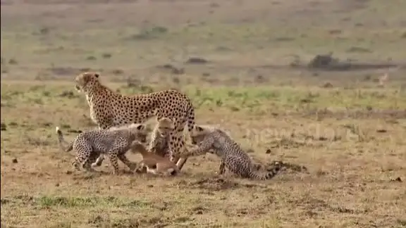 Guepardos cazando un impala