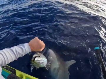 Un tiburón hambriento intenta devorar un atún de la mano de pescador