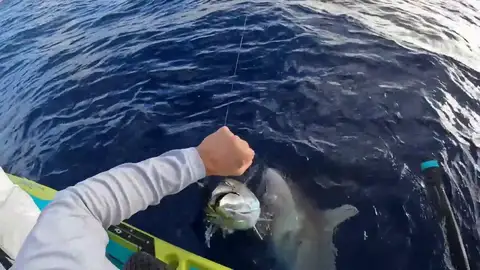 Un tiburón hambriento intenta devorar un atún de la mano de pescador Un tiburón hambriento intenta devorar un atún de la mano de pescador