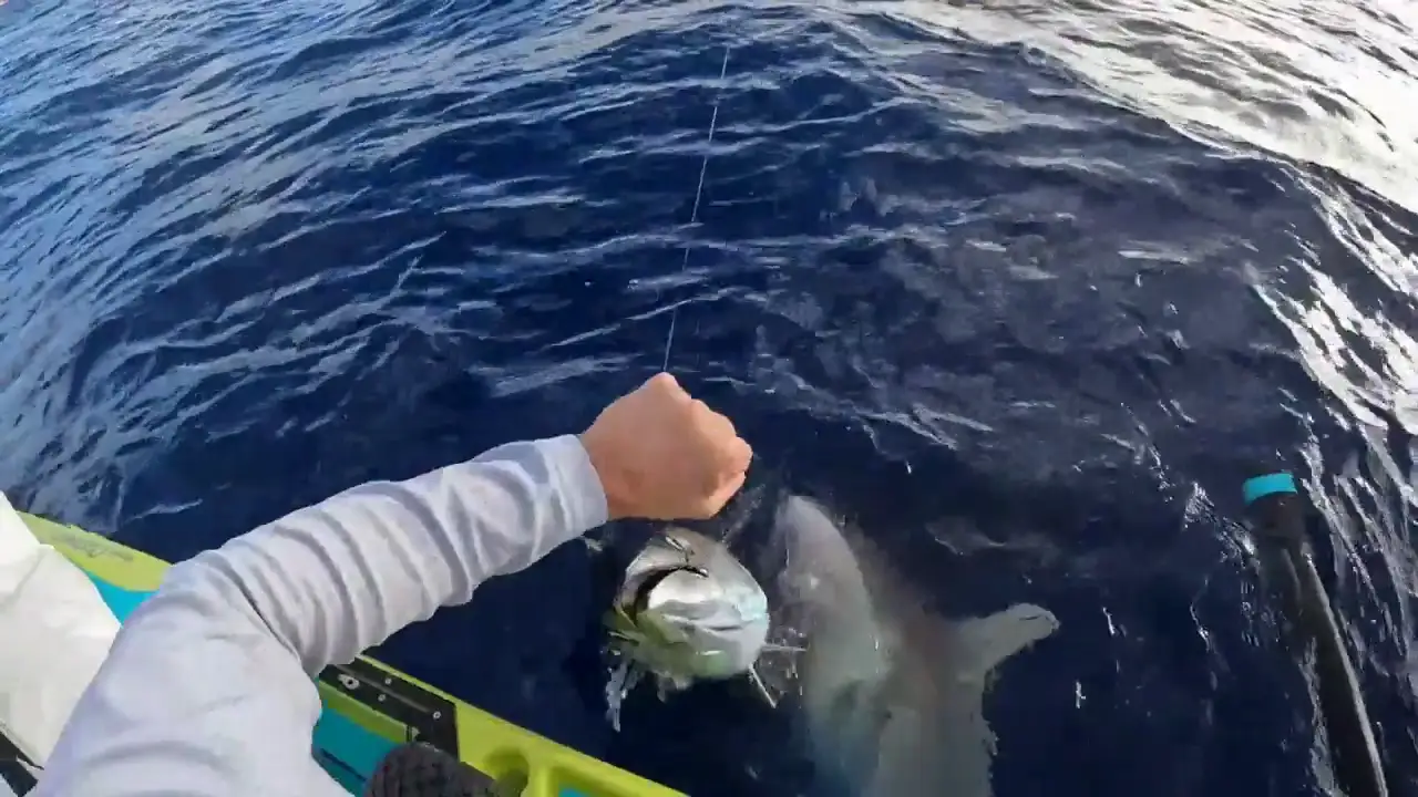 Un tiburón hambriento intenta devorar un atún de la mano de pescador