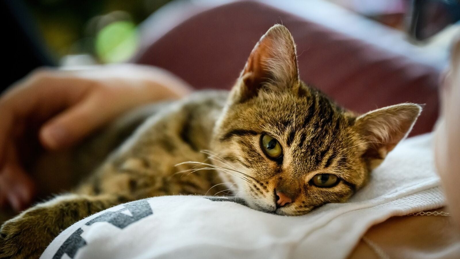 ¿Por qué tu gato siempre te sigue por la casa?