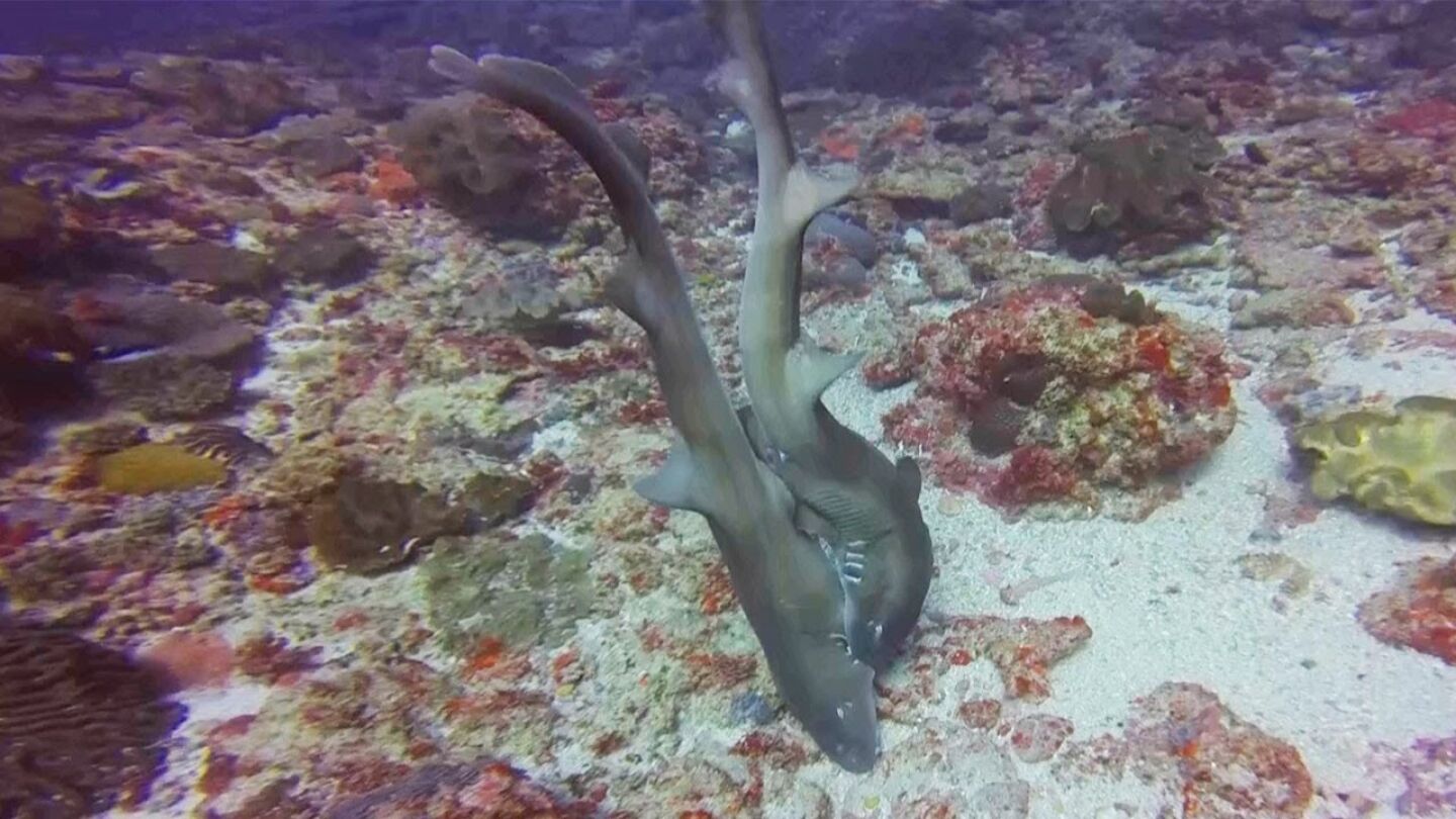 Tibur&oacute;n mordiendo a un tibur&oacute;n