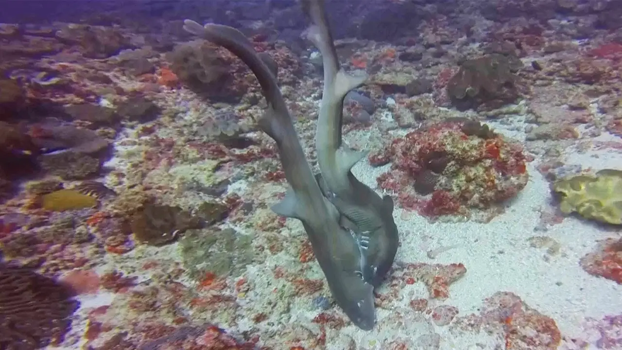 Tiburón mordiendo a un tiburón
