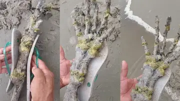 Encuentran un extraño esqueleto en una playa de Brasil