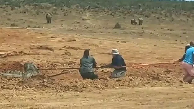 Un elefante carg&oacute; contra sus rescatistas despu&eacute;s de que lo salvaron de quedar atrapado en el barro