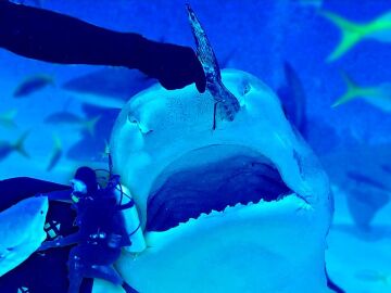 Buceador alimentando un tiburón