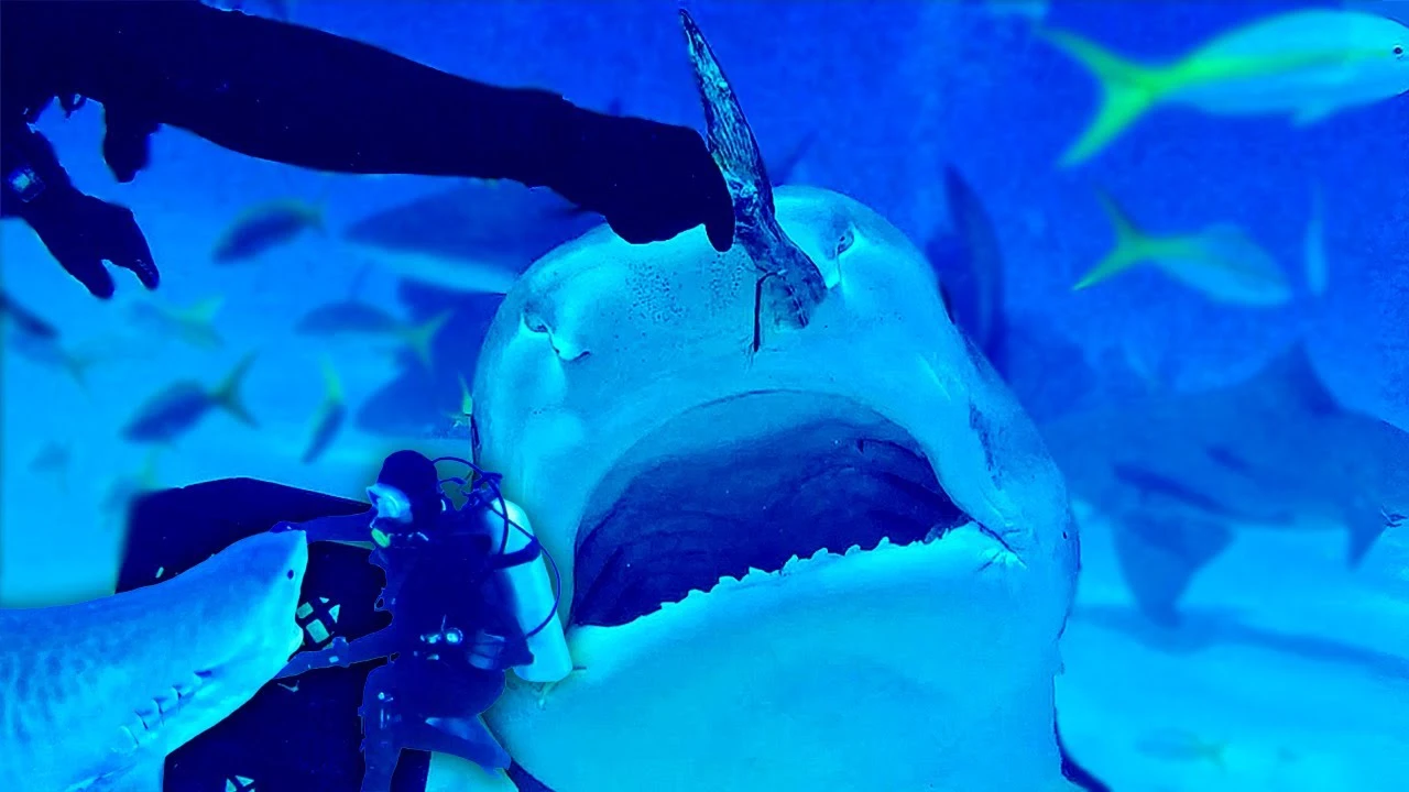 Buceador alimentando un tibur&oacute;n