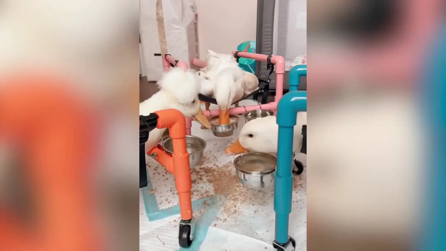 Una mujer deja su trabajo como maquilladora y abre un centro de rescate que alberga a 180 animales de granja discapacitados Una mujer deja su trabajo como maquilladora y abre un centro de rescate que alberga a 180 animales de granja discapacitados