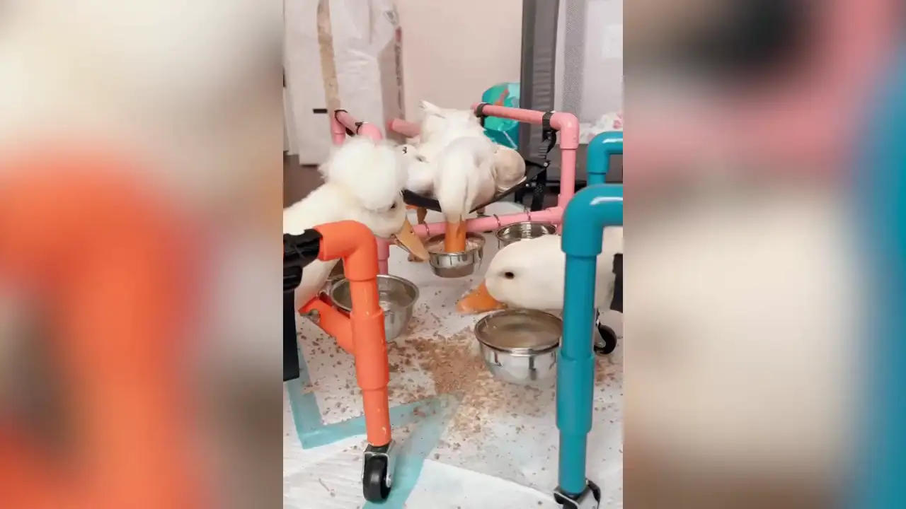 Una mujer deja su trabajo como maquilladora y abre un centro de rescate que alberga a 180 animales de granja discapacitados