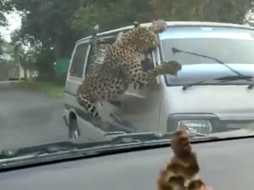 Un leopardo emprende una ola de ataques en la India dejando 13 personas heridas