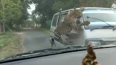Un leopardo emprende una ola de ataques en la India dejando 13 personas heridas Un leopardo emprende una ola de ataques en la India dejando 13 personas heridas