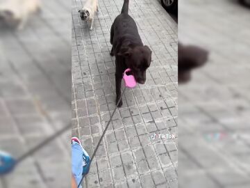 El vídeo viral que muestra que un perro puede pasear a su dueño