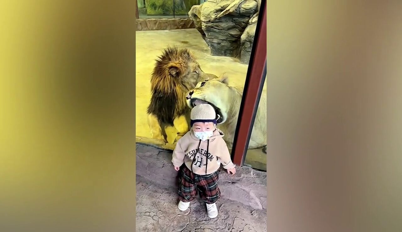 Una leona intenta comerse a un niño en un zoo de China
