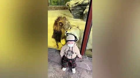 Una leona intenta comerse a un niño en un zoo de China Una leona intenta comerse a un niño en un zoo de China