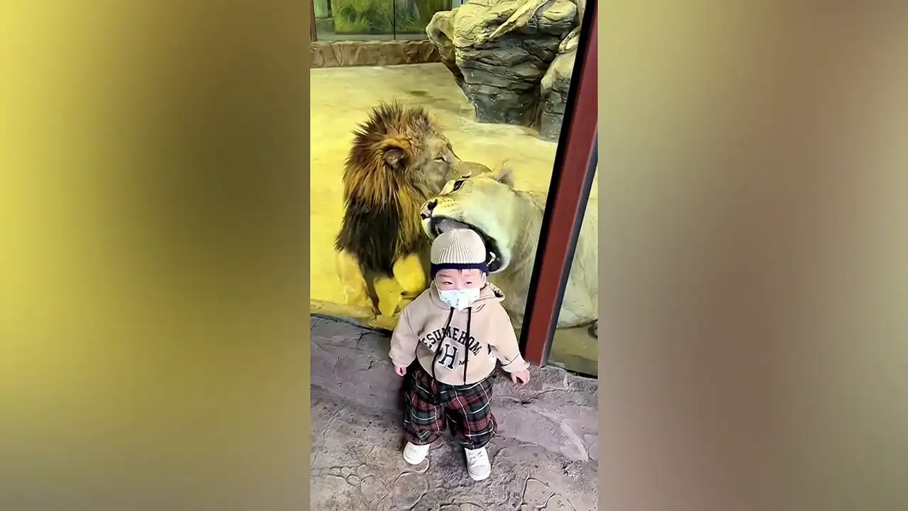 Una leona intenta comerse a un niño en un zoo de China