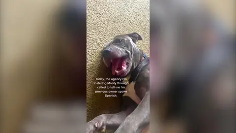 Una mujer pensaba que su nuevo perro la estaba ignorando pero descubre que sólo entiende español Una mujer pensaba que su nuevo perro la estaba ignorando pero descubre que sólo entiende español