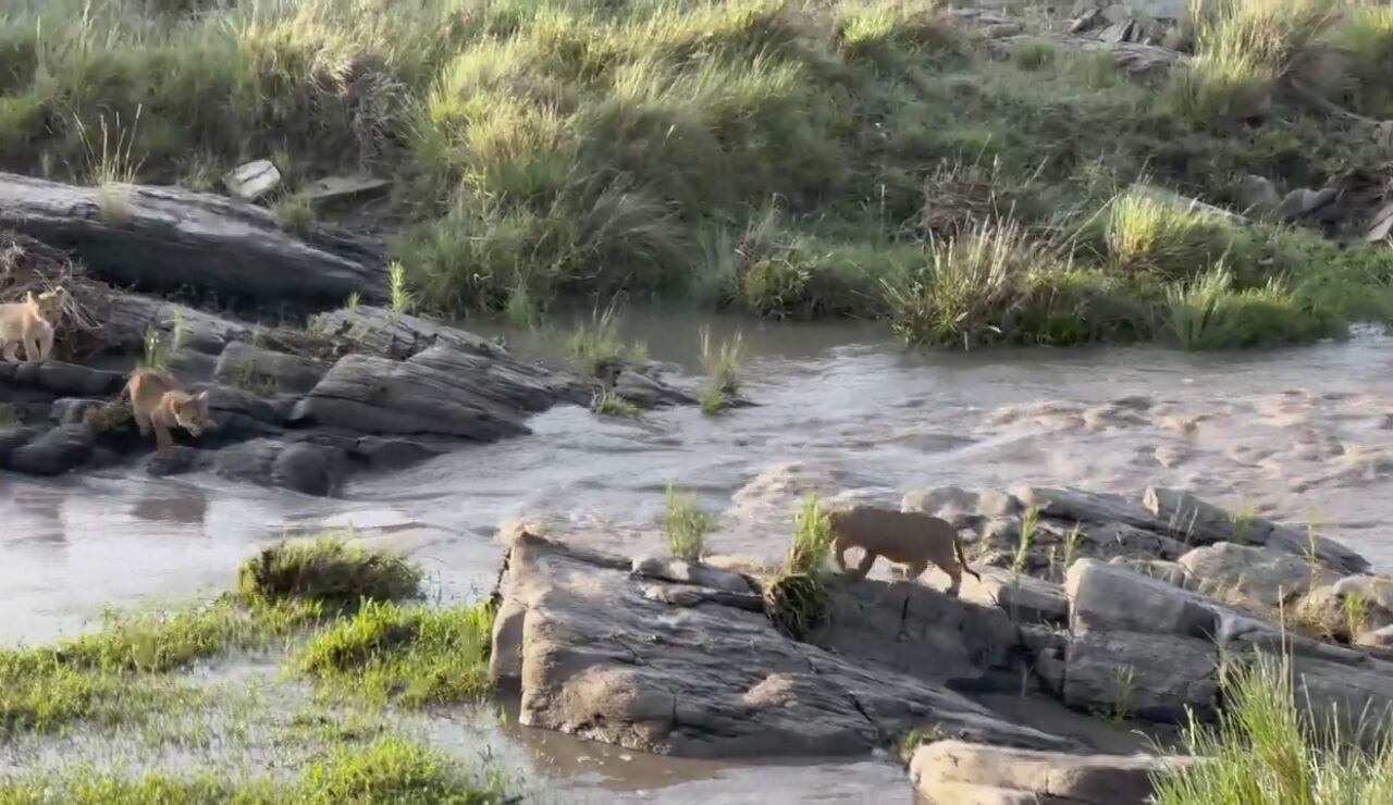  Un fotógrafo captura el momento increíble en el que unos cachorros de león tuvieron que saltar para atravesar un río crecido