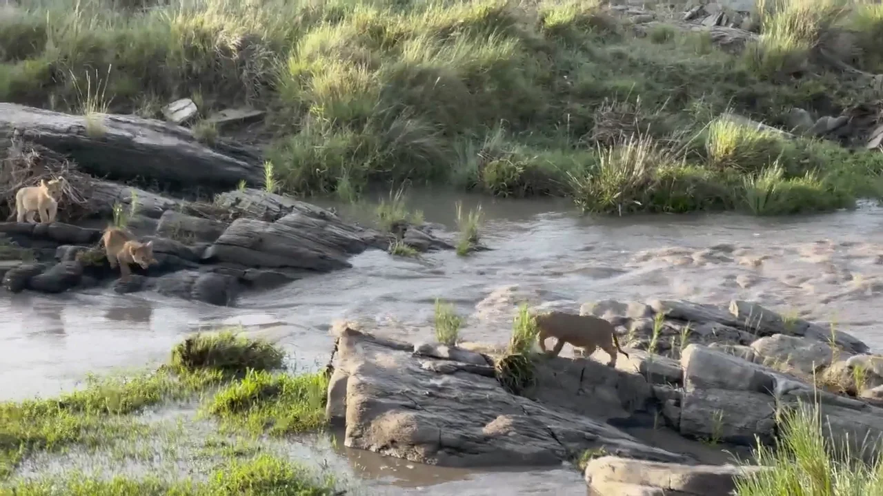  Un fot&oacute;grafo captura el momento incre&iacute;ble en el que unos cachorros de le&oacute;n tuvieron que saltar para atravesar un r&iacute;o crecido