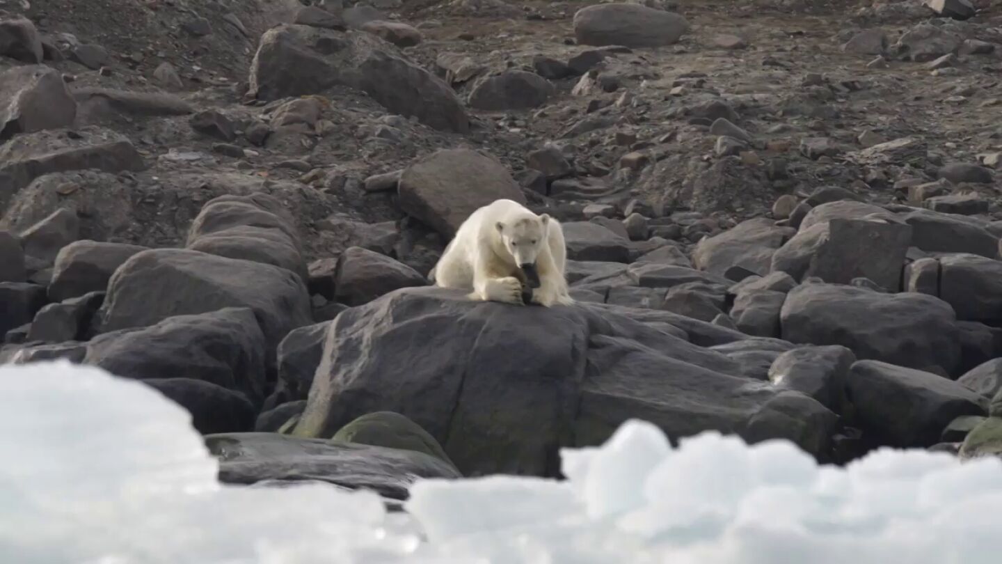 Un oso polar juega con una bota vieja mientras su casa desaparece