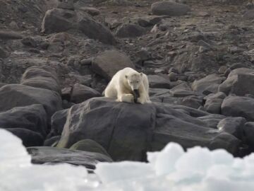 Un oso polar juega con una bota vieja mientras su casa desaparece