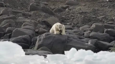 Un oso polar juega con una bota vieja mientras su casa desaparece Un oso polar juega con una bota vieja mientras su casa desaparece