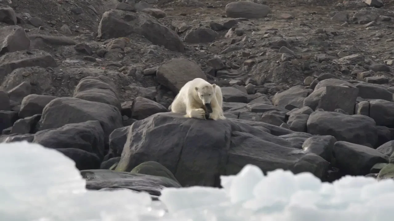 Un oso polar juega con una bota vieja mientras su casa desaparece