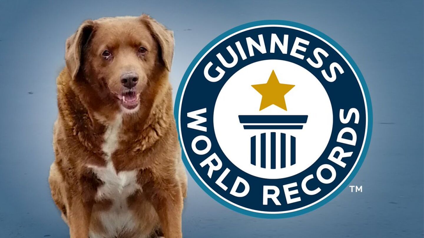 El perro m&aacute;s viejo del mundo se llama Bobi, tiene 30 a&ntilde;os y vive en Portugal 