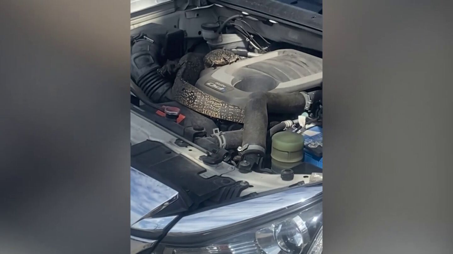 Escucharon un ruido infernal en el motor de su coche y se encontraron a 'Godzilla' dentro