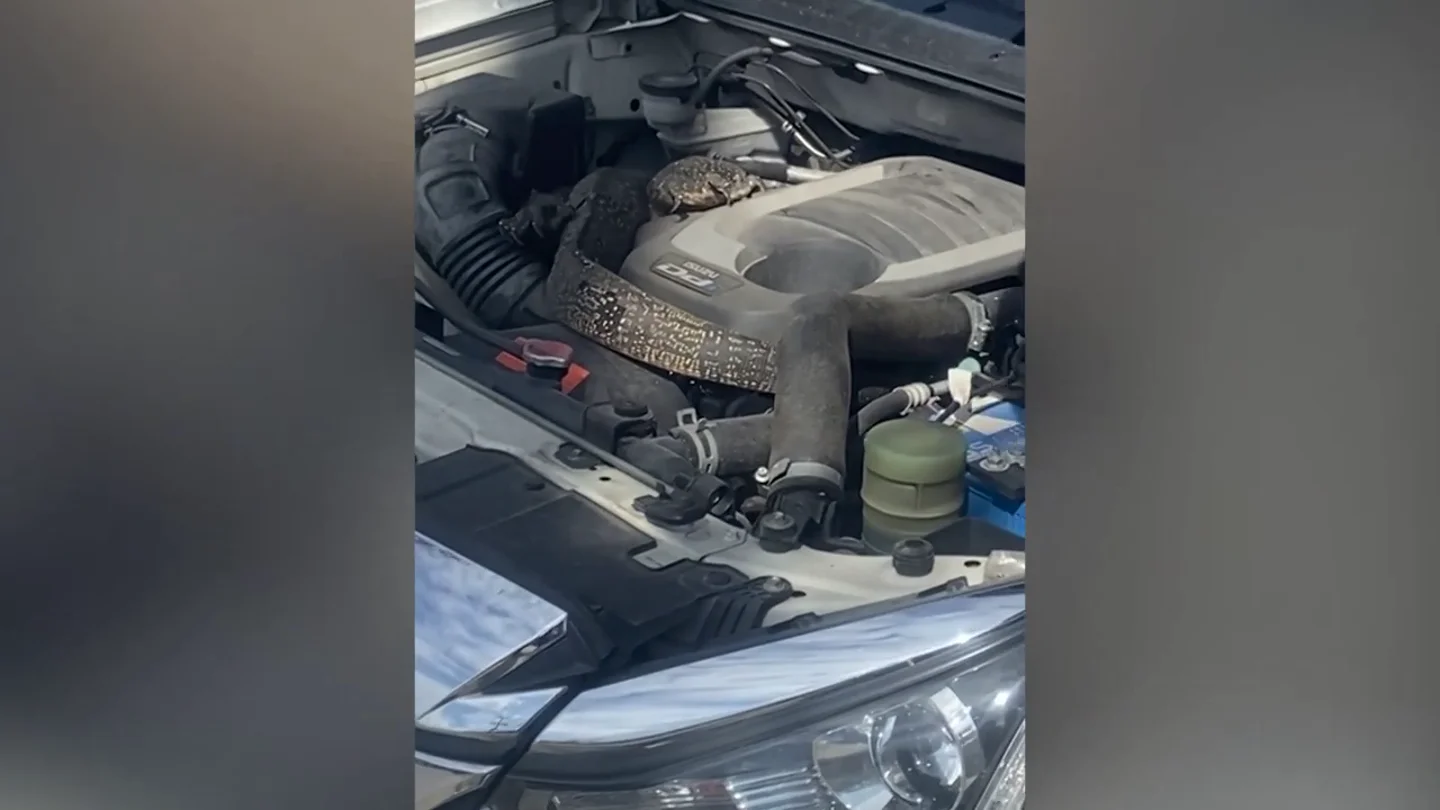 Escucharon un ruido infernal en el motor de su coche y se encontraron a 'Godzilla' dentro Escucharon un ruido infernal en el motor de su coche y se encontraron a 'Godzilla' dentro