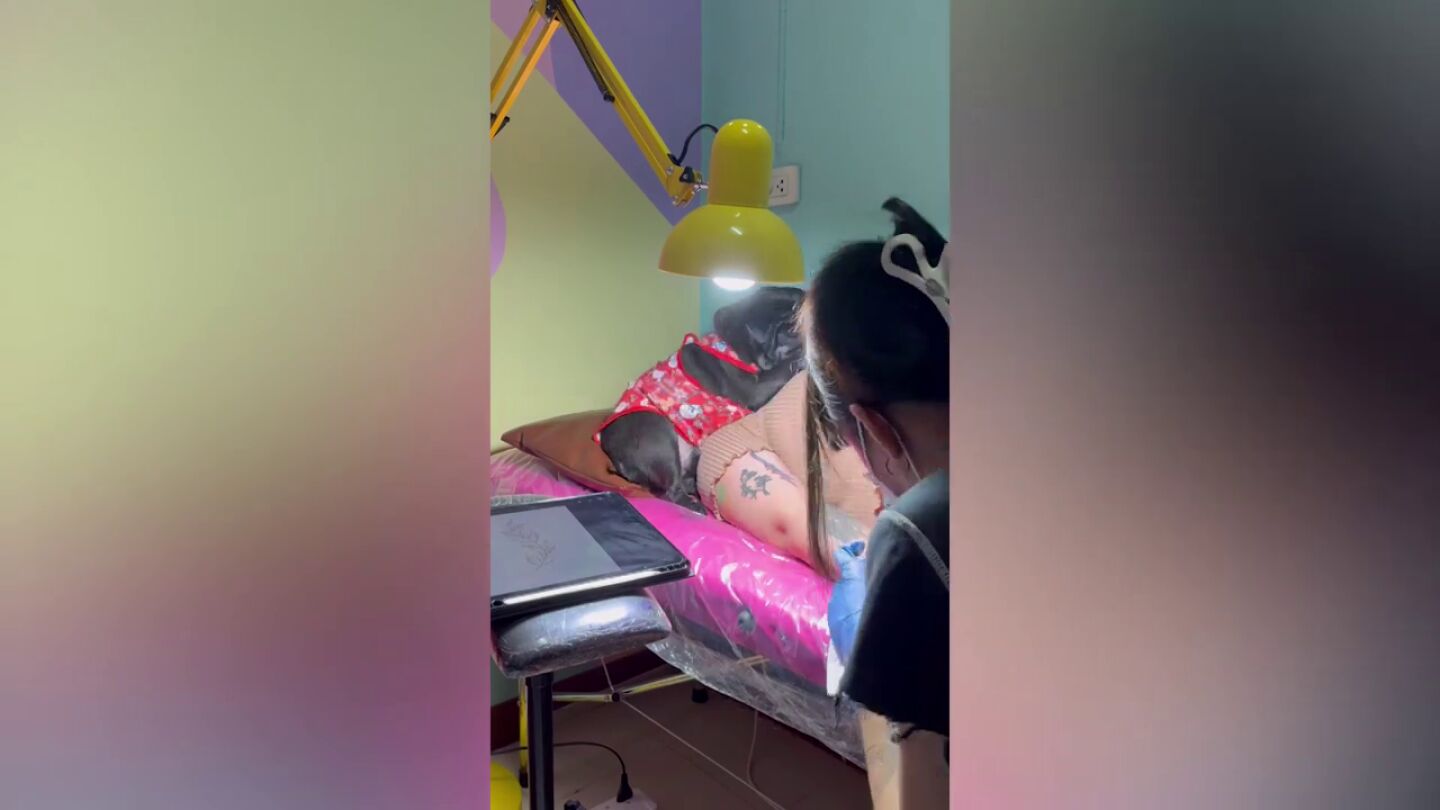 El cari&ntilde;oso perro de un tatuador abraza a sus clientes para consolarlos durante las sesiones