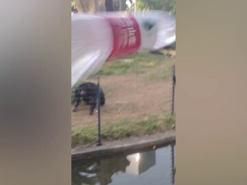 Un chimpanc&eacute; cabreado lanza una botella de agua a un visitante de zool&oacute;gico en China
