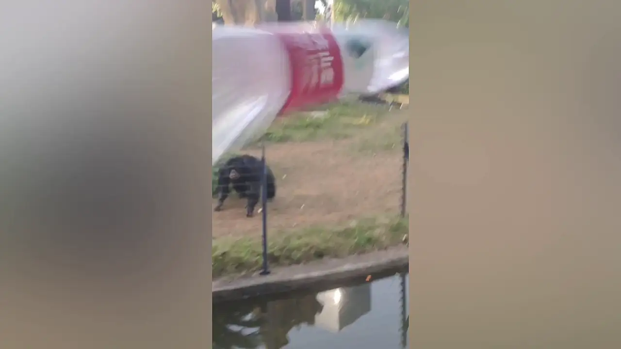 Un chimpancé cabreado lanza una botella de agua a un visitante de zoológico en China