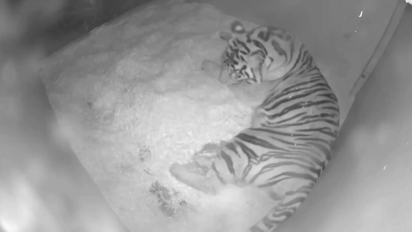 C&aacute;maras de un zoo graban el milagroso nacimiento de dos cachorros de tigre de Sumatra