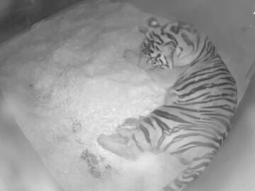 Cámaras de un zoo graban el milagroso nacimiento de dos cachorros de tigre de Sumatra