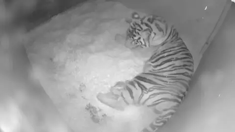 Cámaras de un zoo graban el milagroso nacimiento de dos cachorros de tigre de Sumatra Cámaras de un zoo graban el milagroso nacimiento de dos cachorros de tigre de Sumatra