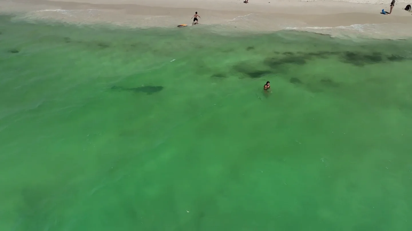 Un drone graba a un peligroso tiburón nadando junto a unas chicas sin que se den cuenta Un drone graba a un peligroso tiburón nadando junto a unas chicas sin que se den cuenta