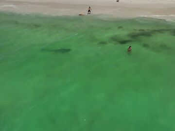 Un drone graba a un peligroso tiburón nadando junto a unas chicas sin que se den cuenta
