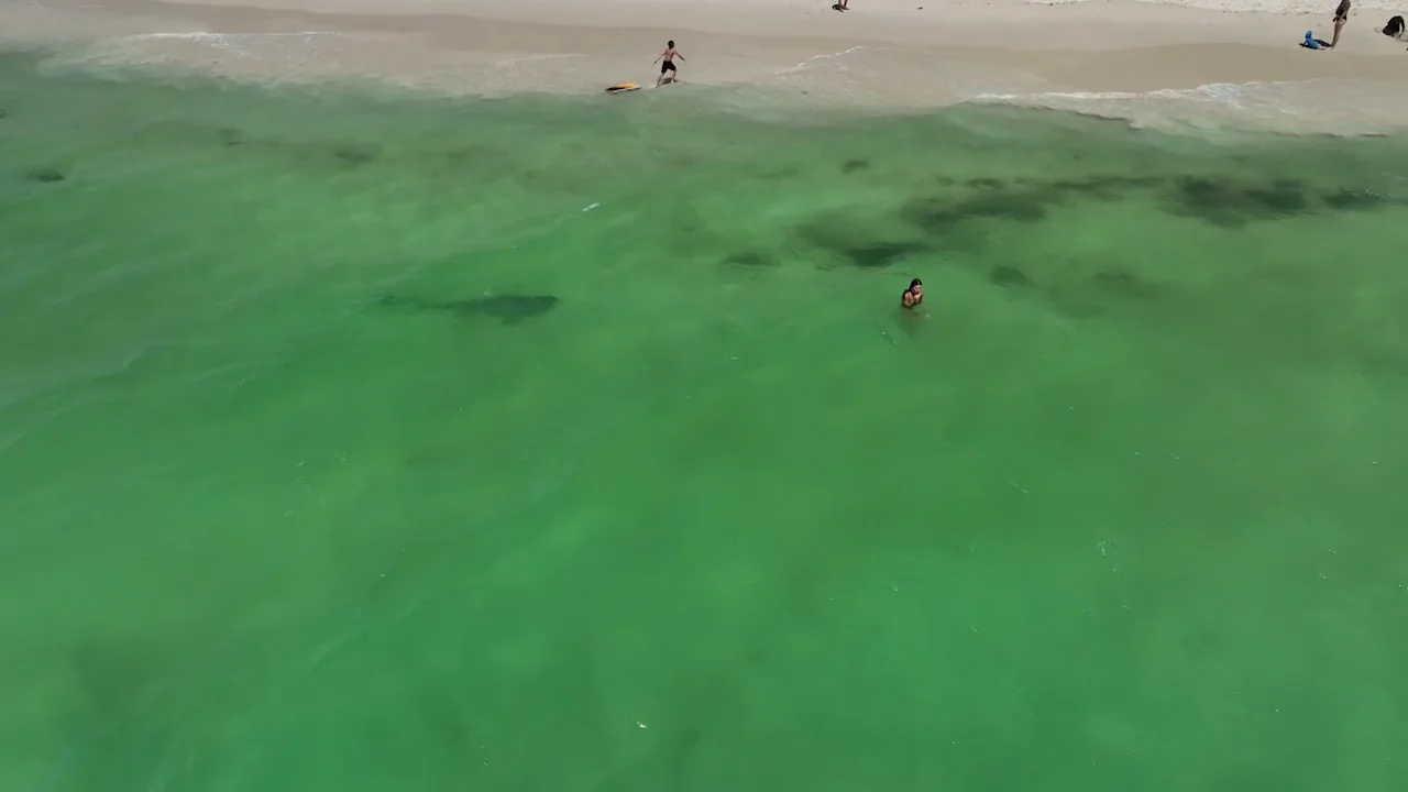 Un drone graba a un peligroso tiburón nadando junto a unas chicas sin que se den cuenta Un drone graba a un peligroso tiburón nadando junto a unas chicas sin que se den cuenta