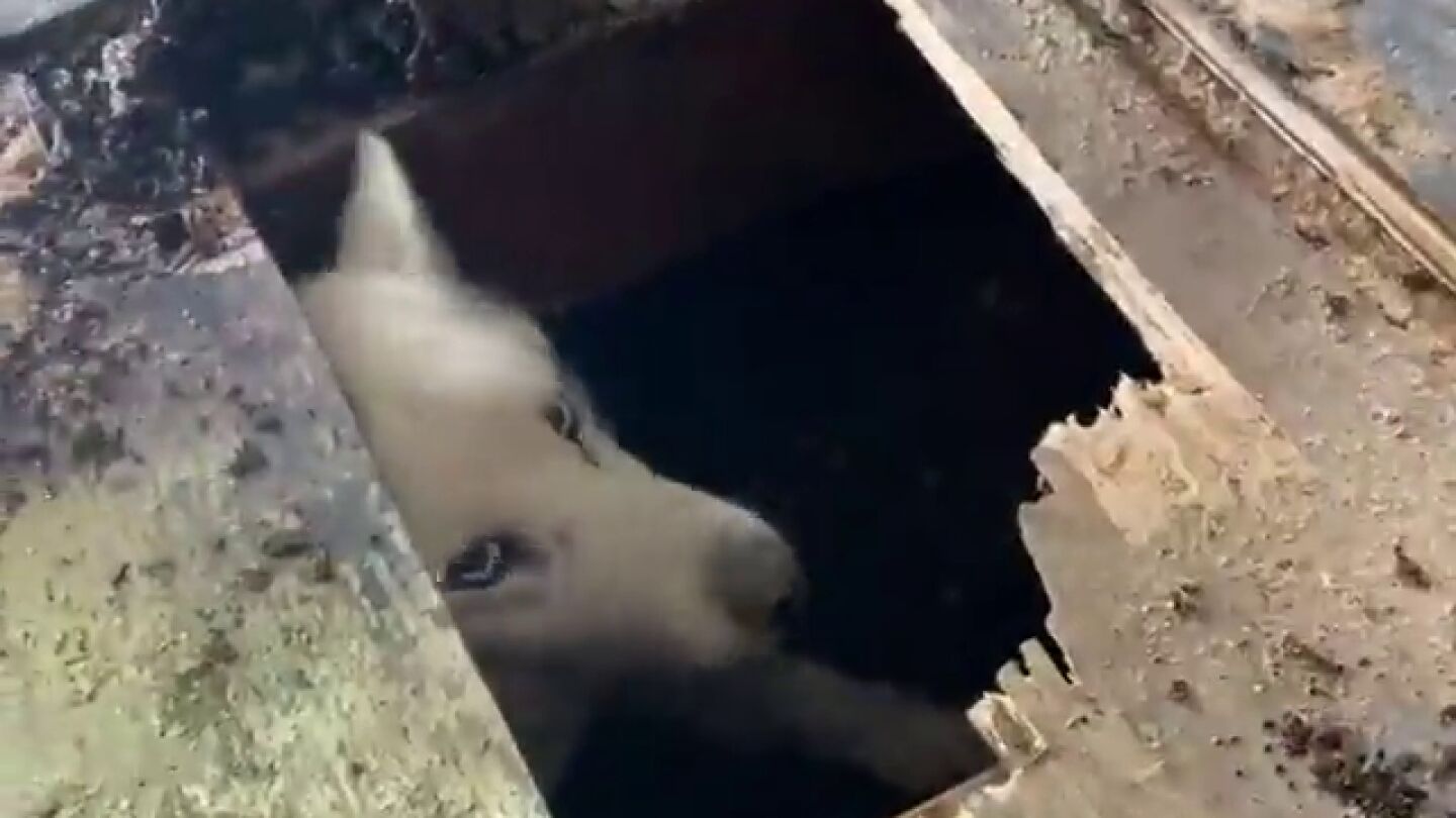 Perdieron a su perro y cuando abrieron un agujero en el suelo de su casa se llevaron esta sopresa