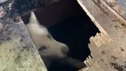 Perdieron a su perro y cuando abrieron un agujero en el suelo de su casa se llevaron esta sopresa Perdieron a su perro y cuando abrieron un agujero en el suelo de su casa se llevaron esta sopresa